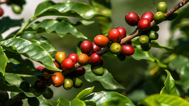 Quelle est l'origine de la caféine ?